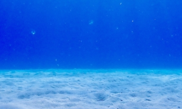 水中撮影